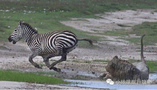 可能是最全的,肯尼亚坦桑尼亚动物百科。小地球耗时一周整理!