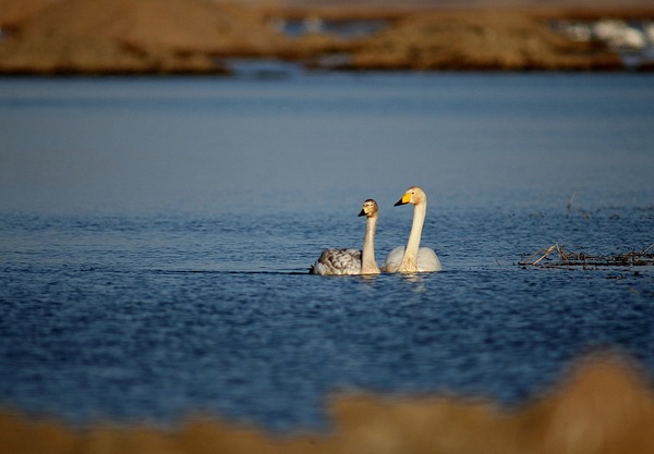 白石水库看天鹅最佳位置导航,白石水库看天鹅2020