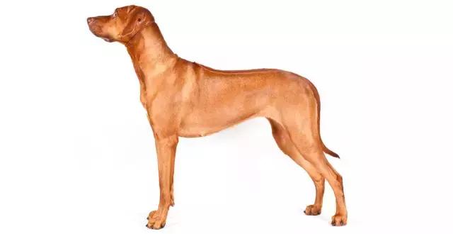 讲真｜论跑步，你可能还不如你家狗！