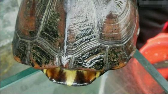 中华草龟和野生草龟的区别,草龟跟中华草龟有什么区别