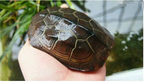 中华草龟与台湾草龟,中华草龟跟草龟有什么区别图