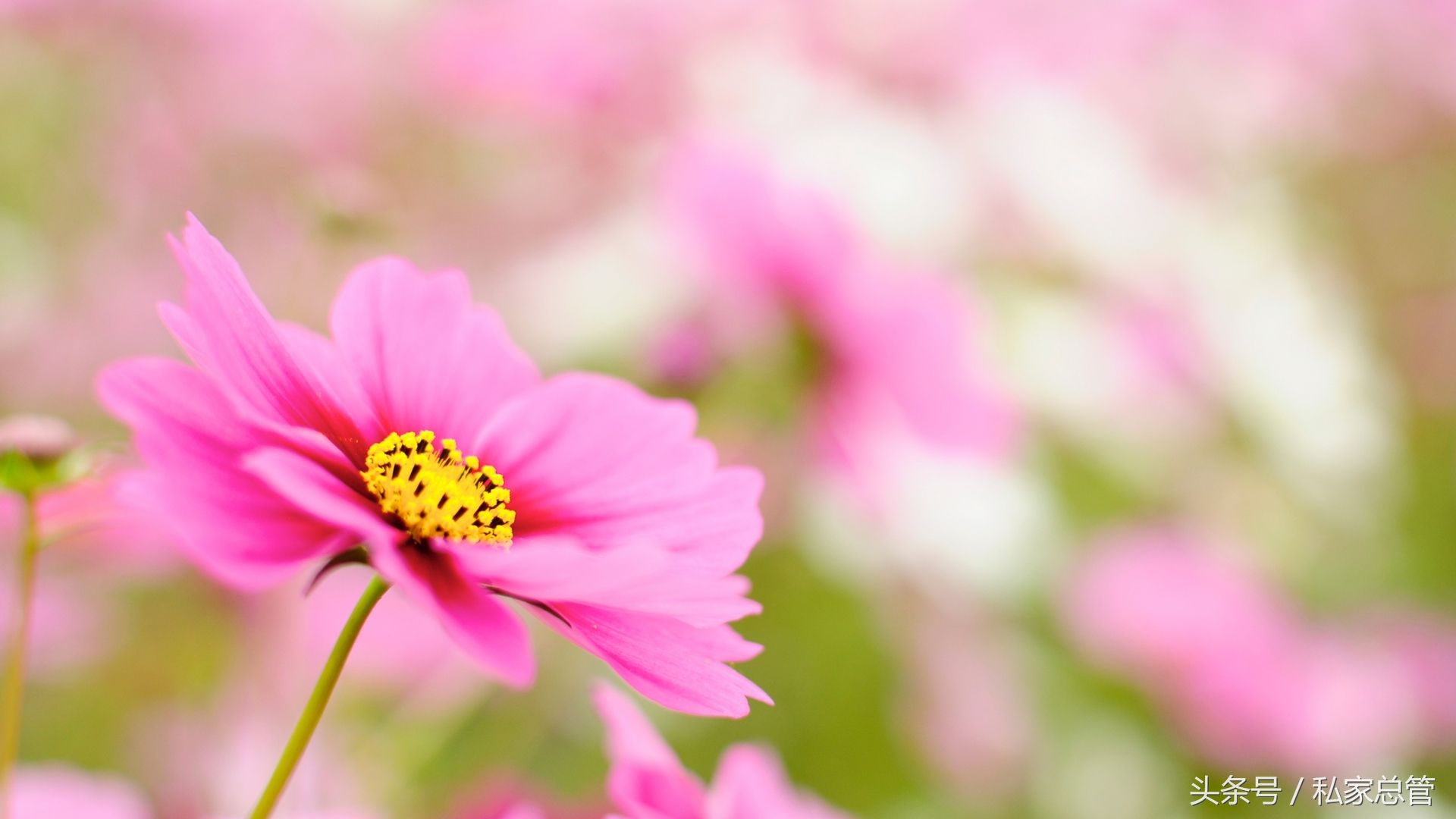 哀大莫过于心死,心死莫过于一笑失望到一定程度后,反而会开出一朵花来,那朵花的名字叫,无所谓