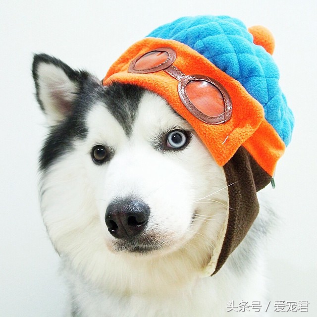 狗狗护食食谱大全,狗狗保护肠胃的食谱