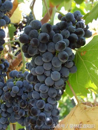 意大利葡萄酒品酒笔记-宝丽·费拉红葡萄酒