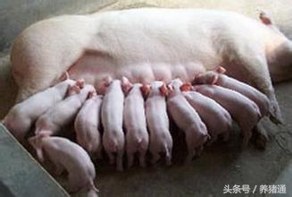 母猪没有奶水小猪怎么养,母猪没乳房怎么产奶水