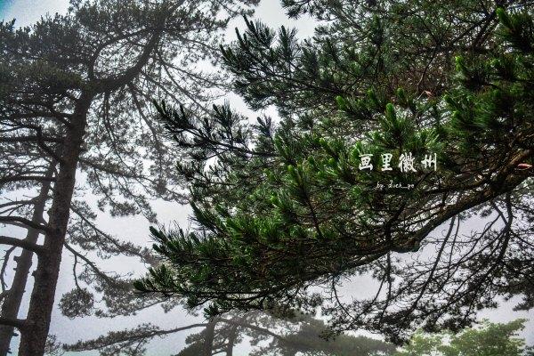 黄山四绝之一奇松介绍,黄山的四绝分别是奇松怪石