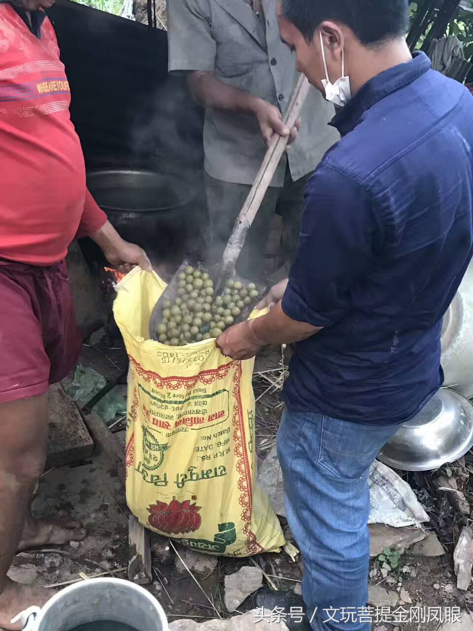 凤眼菩提从下树所有工序,千眼菩提开果过程