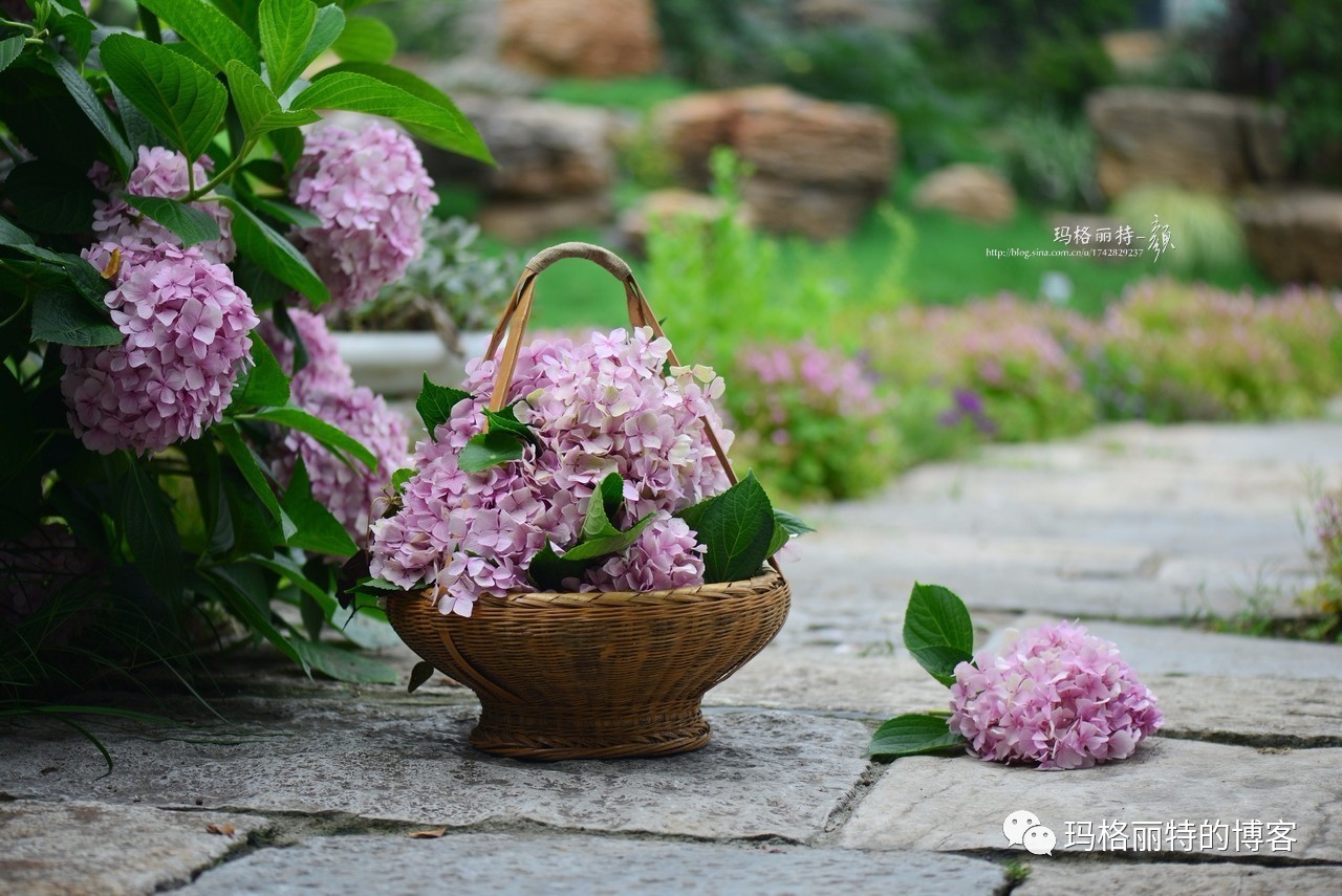 鎷滆涓滅鑽夊爞,鑺卞洯鎷滆