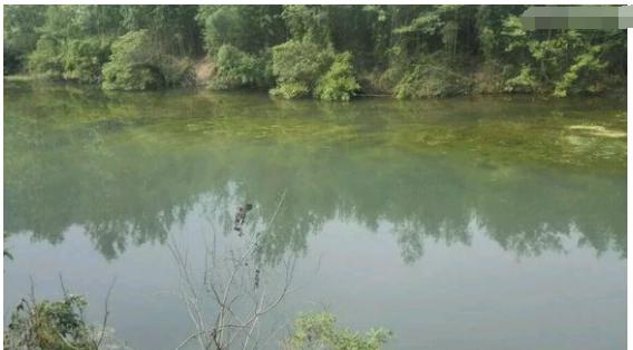 中华草龟与台湾草龟,中华草龟跟草龟有什么区别图