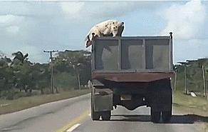 虽然她不是一个好新娘，但绝对是一个好队友！