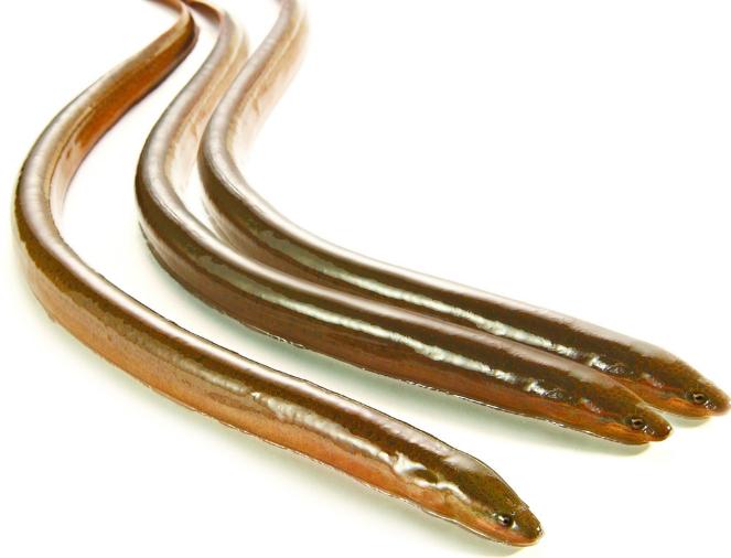 别走弯路了，今年养殖这十种动物“钱景最好”