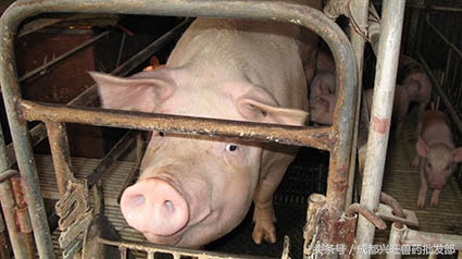 判断母猪发情，照这方法，准错不了