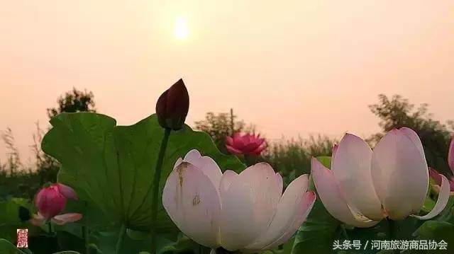 荷风棋韵、万人画荷、赏月消夏、千人拜孔，再过10天，淮阳将以这样的方式刷屏