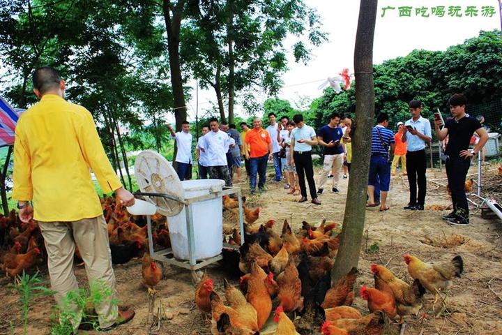 游机鸡是什么东西？吸引一群厨王跑到南宁农村吃