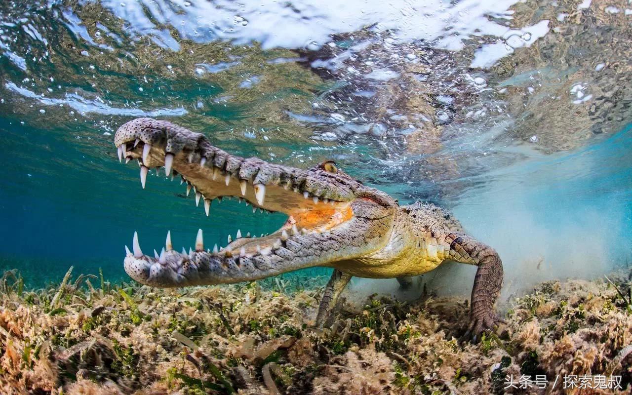 咬合力最强的动物鳄鱼,鳄鱼系列上咬合力最强的动物