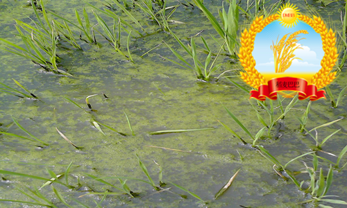 稻田中杂草科普,水稻纹枯病的科普知识