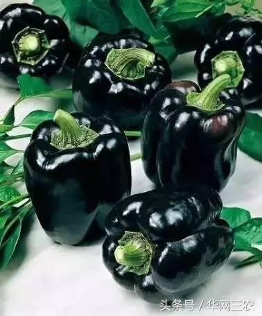 缅甸特产吃过3种算你牛？台州土特产出名啦看看有没有你老家的？网购的土特产都是家乡的味道？忻州特产？