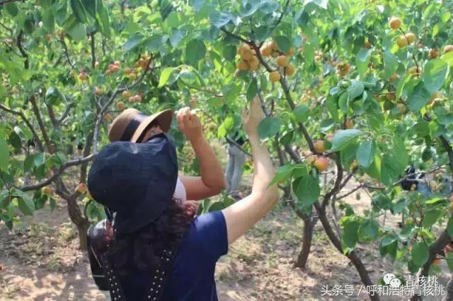 呼和浩特摘杏一日游,呼和浩特乌素图摘杏的地方