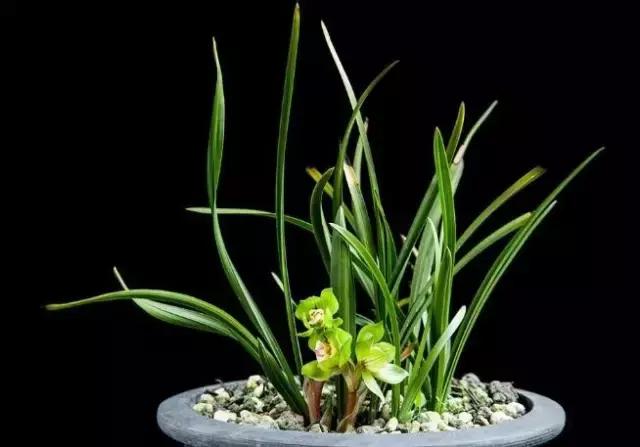 小叶紫檀盆景有什么观赏价值,小叶紫檀盆栽做手串