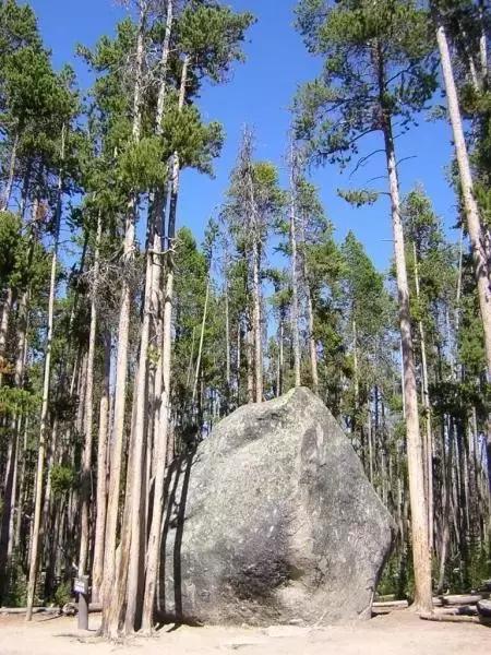 小叶女贞盆景值得买吗,小叶紫檀盆景掉叶该怎么养