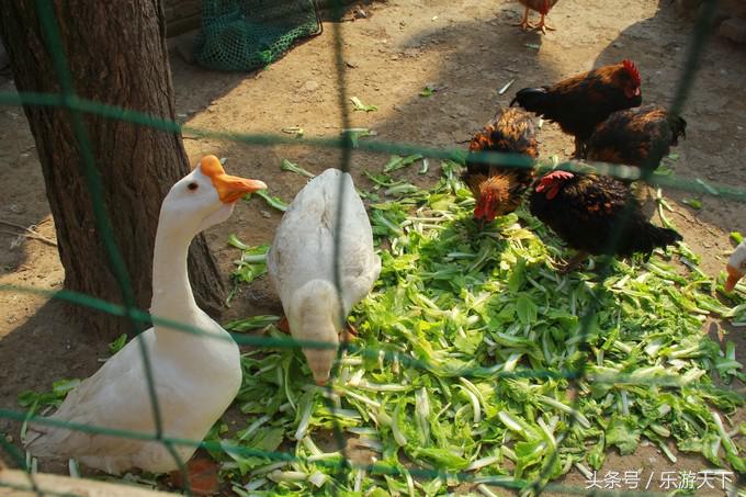 郑州思念果岭是森林公园吗,郑州思念果岭高尔夫球场