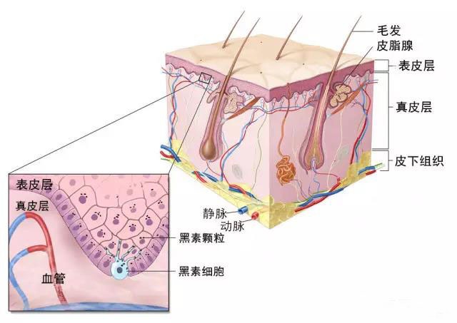 痘印区分,怎样判断自己是痘印还是痘坑