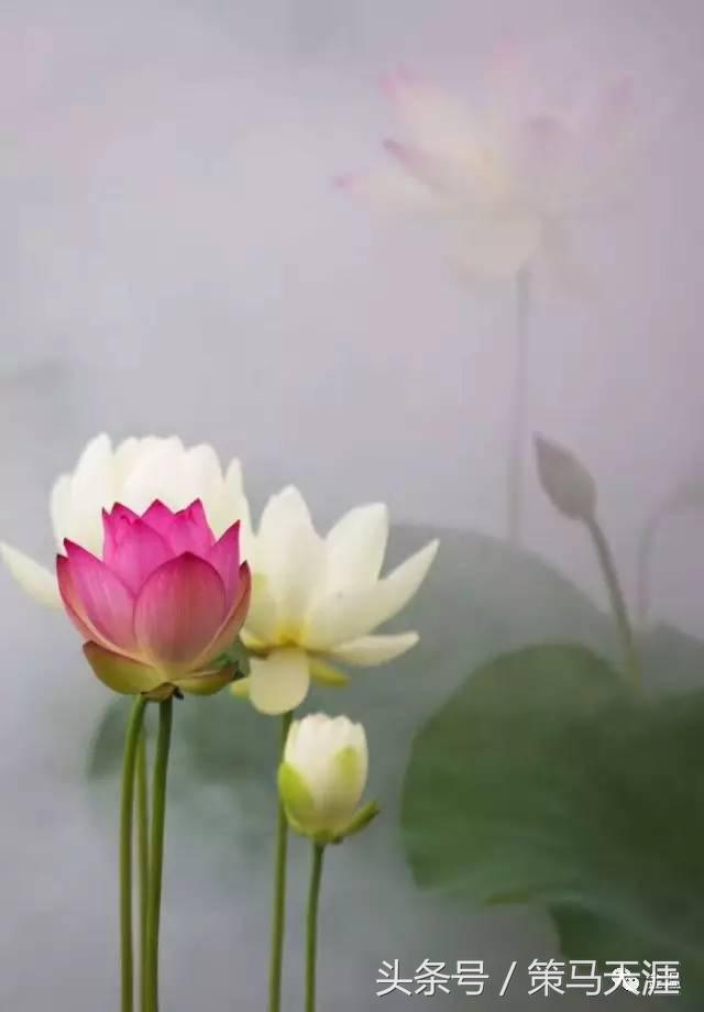 君子如荷出淤泥而不染图片,荷出淤泥而不染的隶书