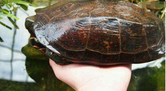 中华草龟与台湾草龟,中华草龟跟草龟有什么区别图