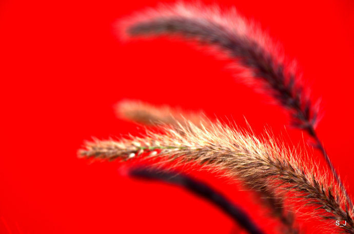 加拿大国庆一日游,加拿大浪漫美丽之地