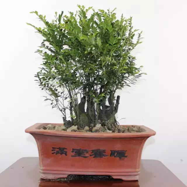 小叶紫檀盆栽做手串,家里能放小叶紫檀盆景吗