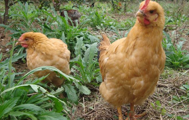 别走弯路了，今年养殖这十种动物“钱景最好”
