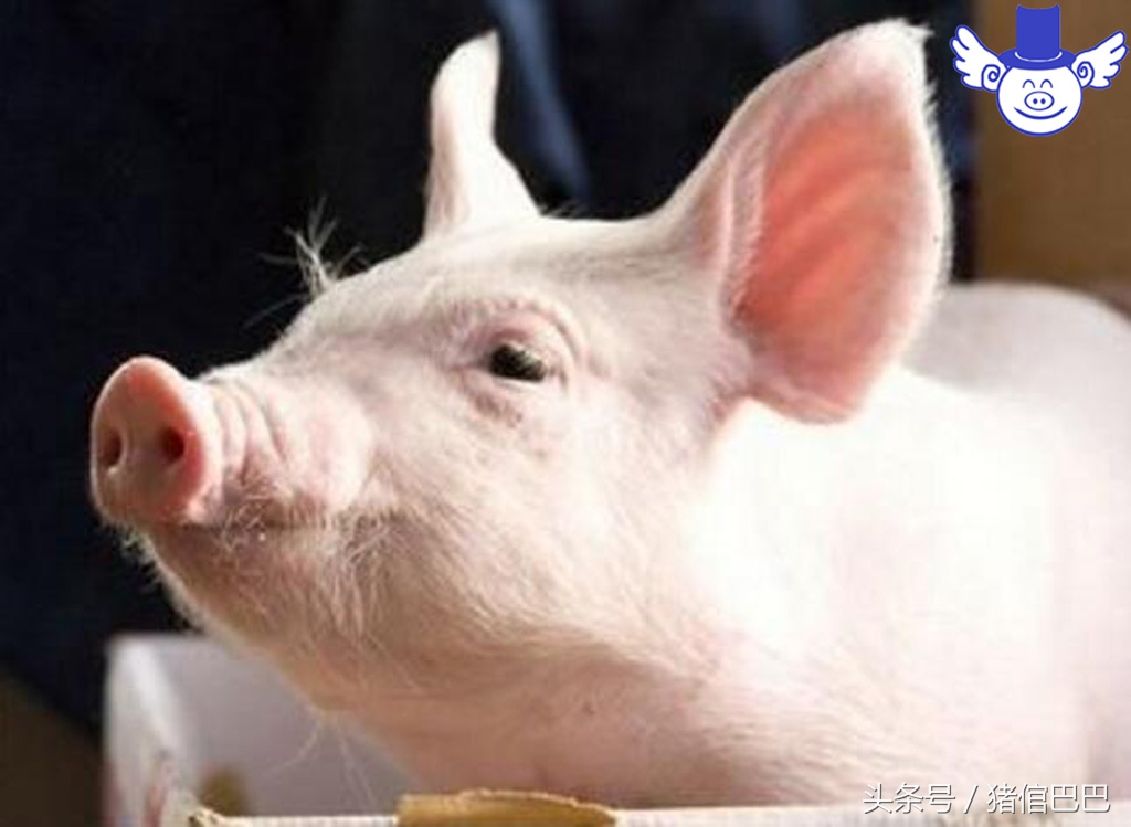 猪饲料中毒猪会有什么反应,猪饲料中毒用什么药