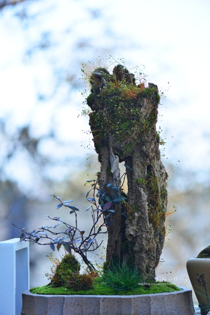 鎷滆涓滅鑽夊爞,鑺卞洯鎷滆