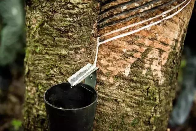 杨幂高圆圆拍摄技巧,杨幂高圆圆陈数