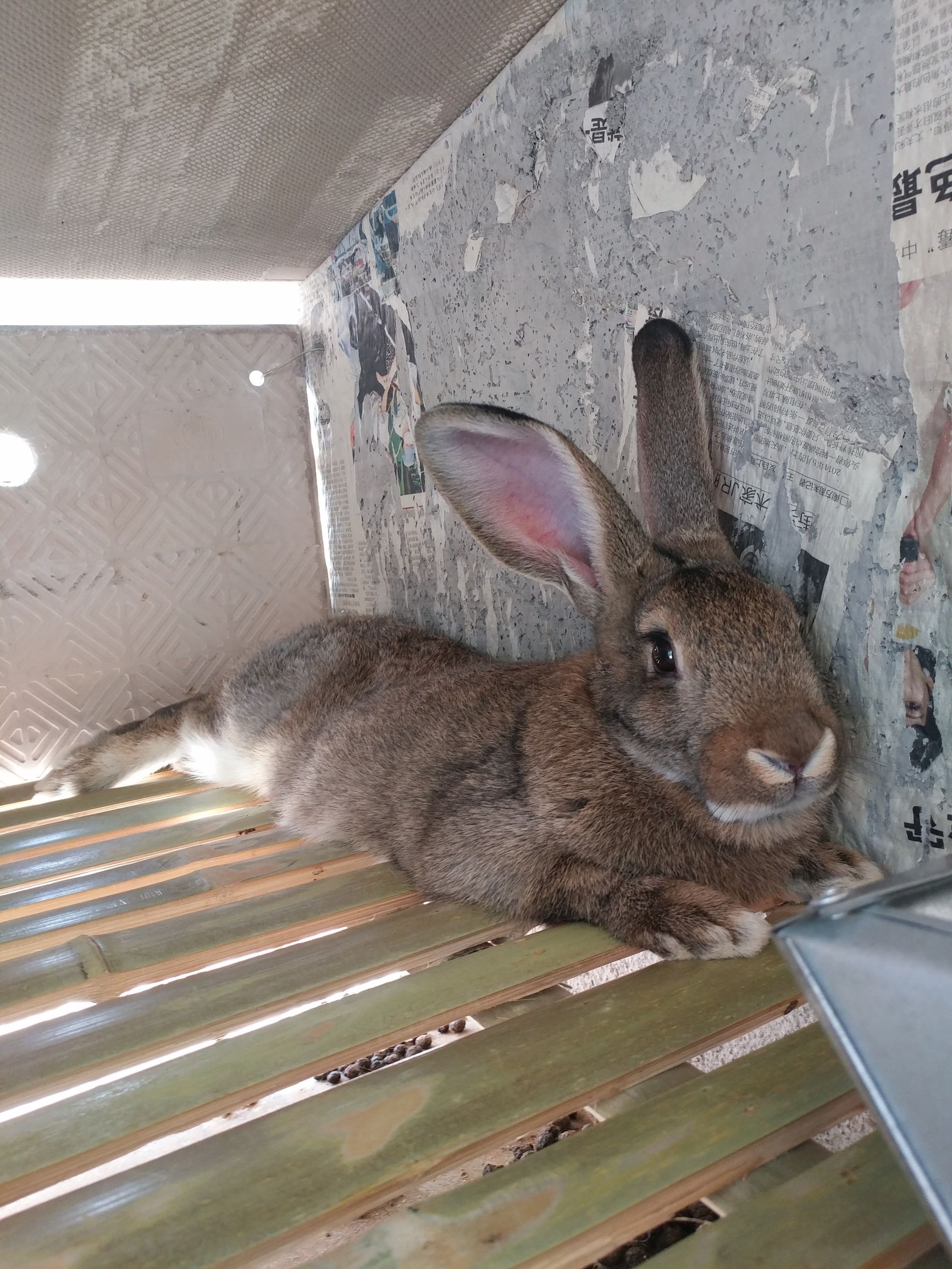 刚逮回来的种兔应该怎样预防,杂交野兔和家兔哪个好养