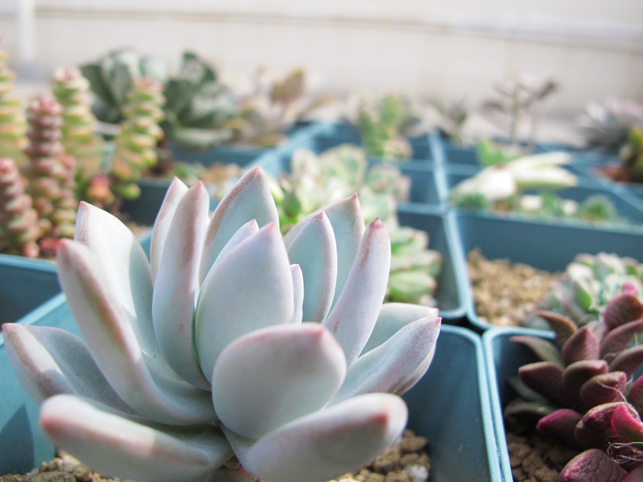 多肉植物贵货老桩都开始降价啦!到底要不要入手?来听听有经验的大神怎么说