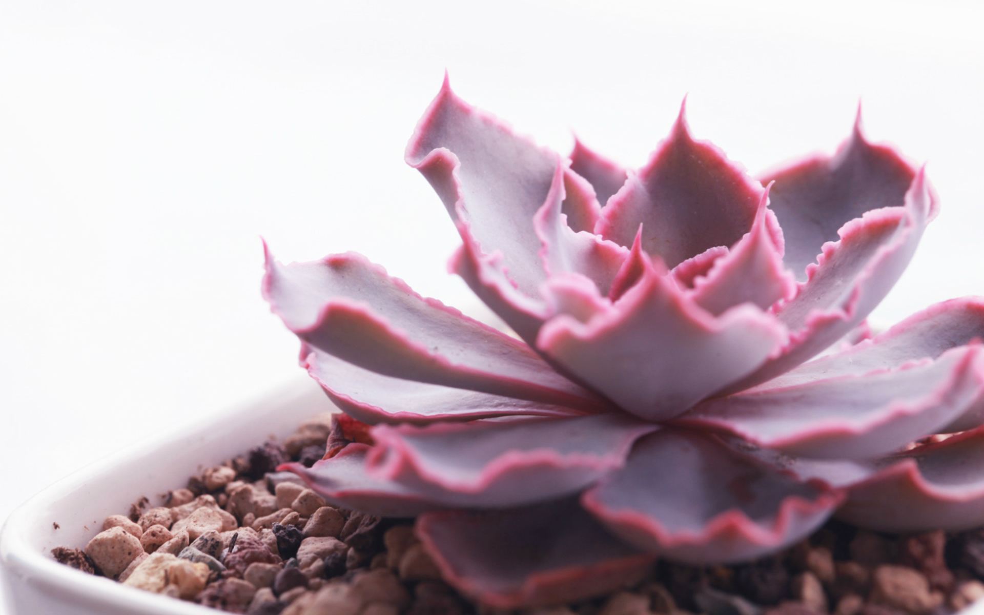 多肉植物贵货老桩都开始降价啦!到底要不要入手?来听听有经验的大神怎么说