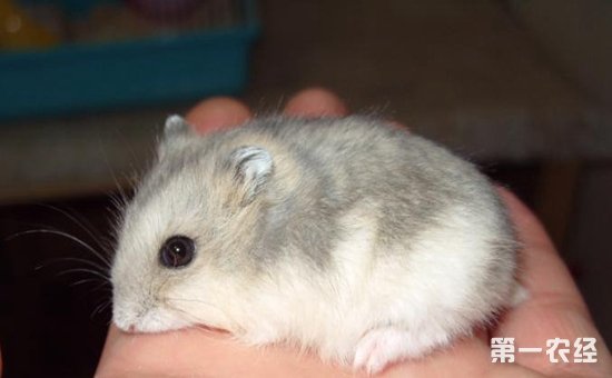 豚鼠和仓鼠有啥区别,怎么分辨仓鼠跟豚鼠的区别