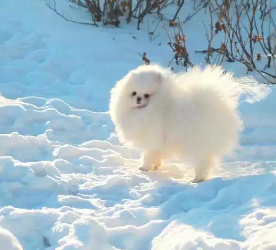 常见品种狗狗的优点和缺点分析,常见的狗狗品种大全