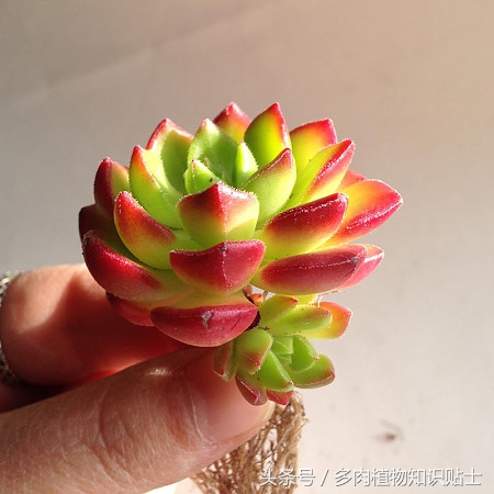 多肉杂交的培育方法,培育多肉