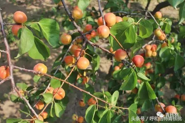 呼和浩特摘杏一日游,呼和浩特乌素图摘杏的地方