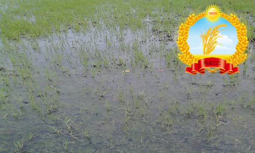 稻田中杂草科普,水稻纹枯病的科普知识