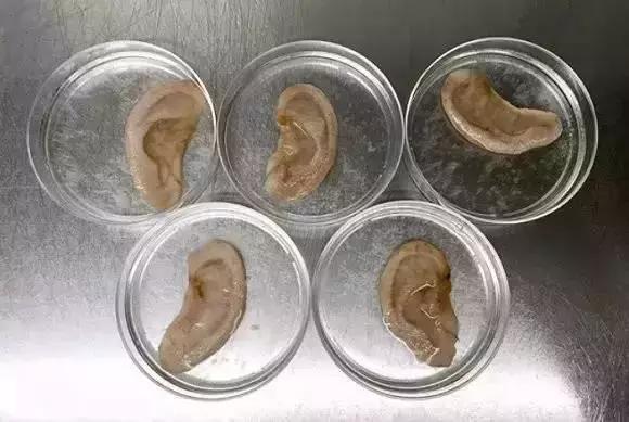 这位生物黑客教授竟然从苹果中培育出耳朵，功能与常人无异