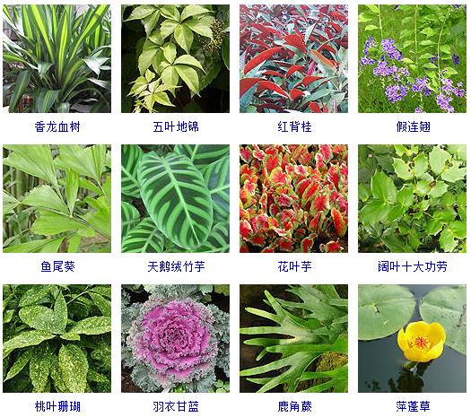 常见花卉盆栽100种,盆栽什么品种花草最好养