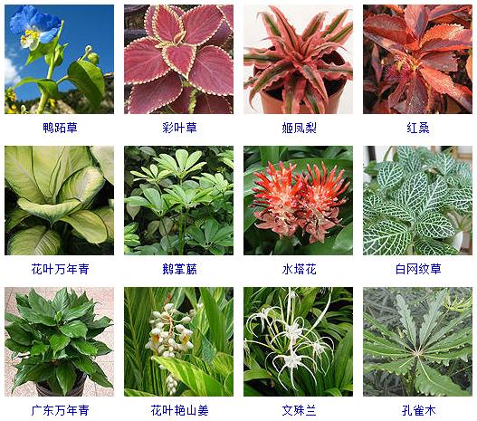 常见花卉盆栽100种,盆栽什么品种花草最好养