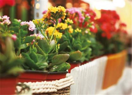 全营养土种的花容易死,养花的营养土可以直接种花吗