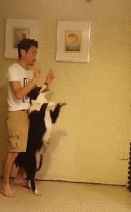 边牧是不是最聪明的狗,与边牧一样聪明的土狗