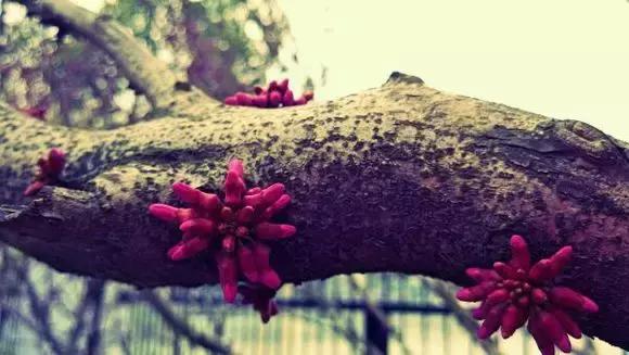 谢谢你高中征文,鲁迅中学初中