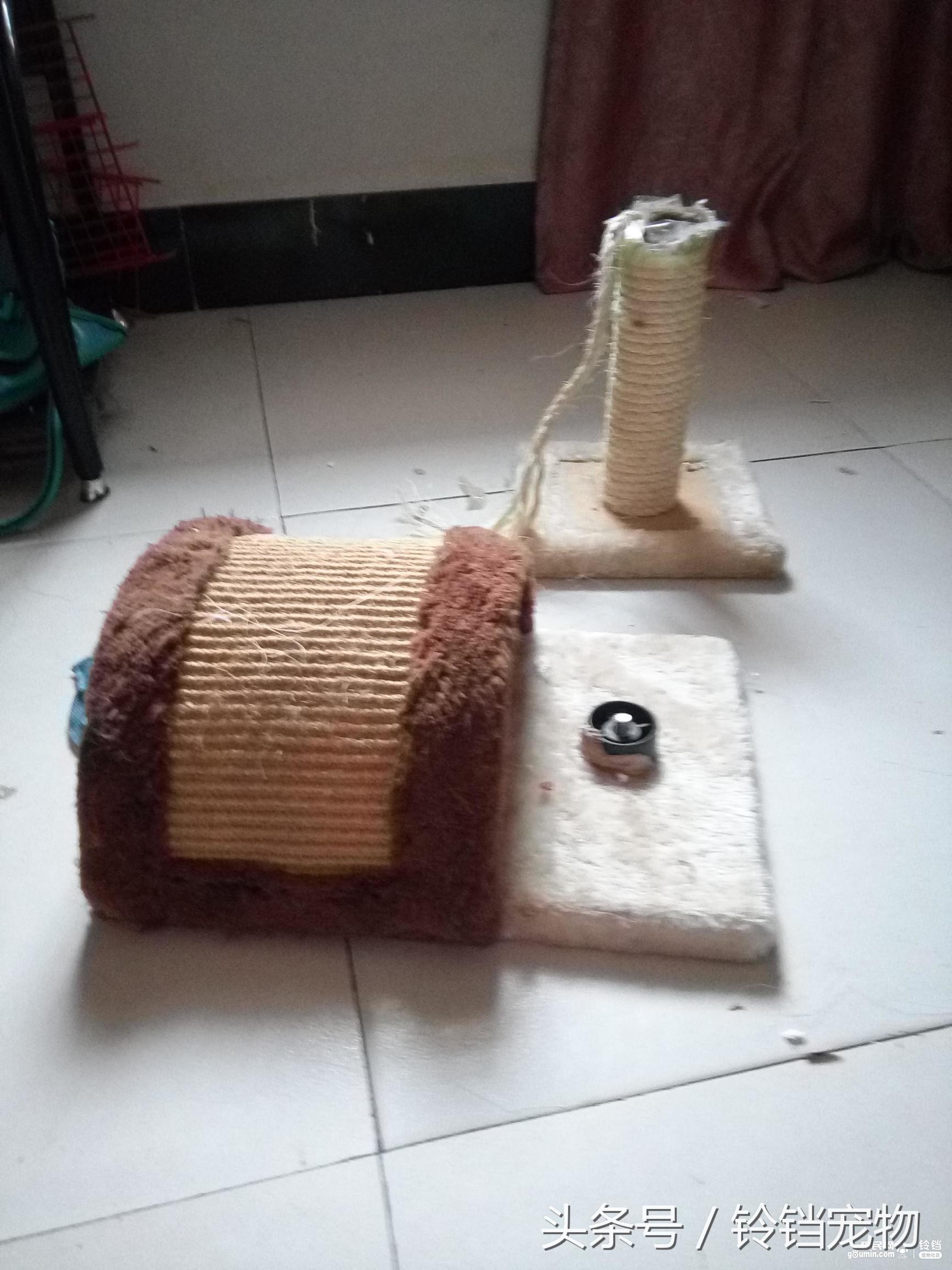 猫狗一起拆家了 (猫狗拆家)