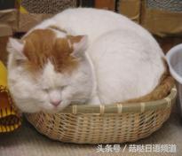 鐚ゴ鍝佺澶у叏,鏃ユ湰鍚嶇尗